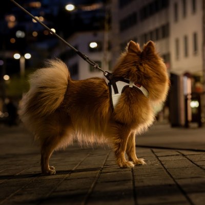 Zoom bild av Curli Vest Clasp Glow Reflexsele hundsele reflex harness air mesh clasp reflective grå silver