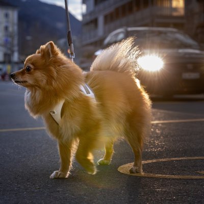 Zoom bild av Curli Vest Clasp Glow Reflexsele hundsele reflex harness air mesh clasp reflective grå silver