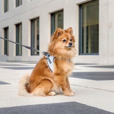 Zoom bild av Curli Vest Clasp Glow Reflexsele hundsele reflex harness air mesh clasp reflective grå silver