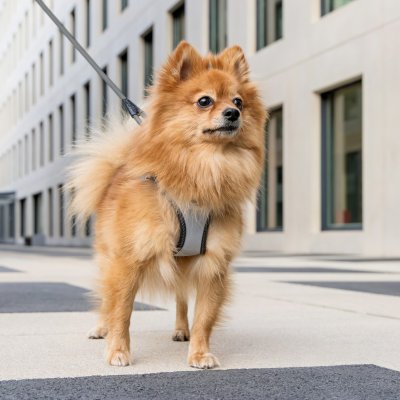 Zoom bild av Curli Vest Clasp Glow Reflexsele hundsele reflex harness air mesh clasp reflective grå silver