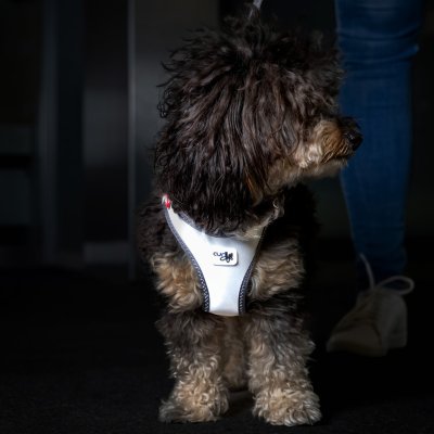 Zoom bild av Curli Vest Clasp Glow Reflexsele hundsele reflex harness air mesh clasp reflective grå silver