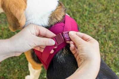 Zoom bild av Curli Vest Sele Clasp Air-Mesh Spänne