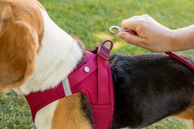 Zoom bild av Curli Vest Sele Clasp Air-Mesh Spänne