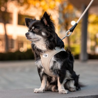 Zoom bild av Curli Vest Sele Clasp Air-Mesh Light Tan beige ljusbeige hundsele luftig lätt andas sele hund dog id