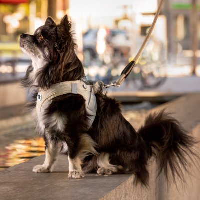 Zoom bild av Curli Vest Sele Clasp Air-Mesh Light Tan beige ljusbeige hundsele luftig lätt andas sele hund dog id