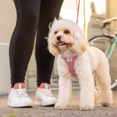 Zoom bild av Curli Vest Sele Clasp Air-Mesh Rose rosa hundsele små mellanstora hundar luftig mjuk skön kylande svalkande
