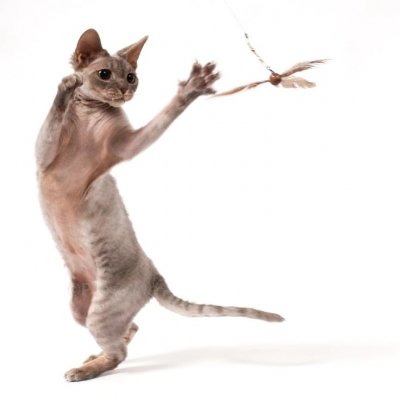 Zoom bild av Kattleksak Da Purr-Peller Refill Go Cat 17 cm