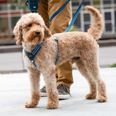 Zoom bild av hundsele sele harness antidragsele design reflex stadig hundkoppel hundhalsband blå ocean blue dog copenhagen hundpromenad