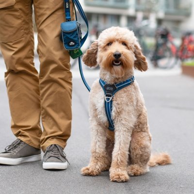 Zoom bild av hundsele sele harness antidragsele design reflex stadig hundkoppel hundhalsband blå ocean blue dog copenhagen hundpromenad
