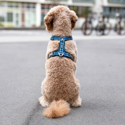 Zoom bild av hundsele sele harness antidragsele design reflex stadig hundkoppel hundhalsband blå ocean blue dog copenhagen hundpromenad