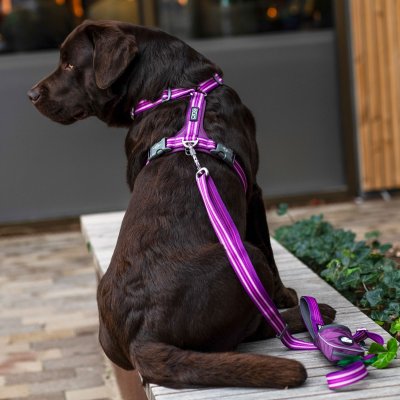 Zoom bild av hundsele sele harness antidragsele design reflex stadig hundkoppel hundhalsband brun mocca dog copenhagen hundpromenad