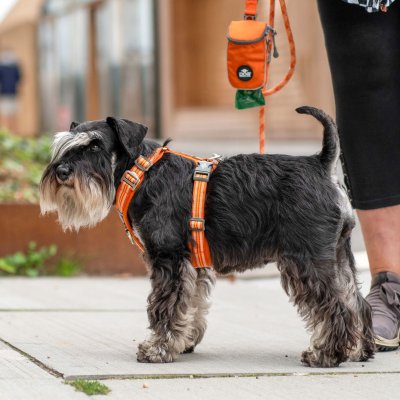 Zoom bild av hundsele sele harness antidragsele design reflex stadig hundkoppel hundhalsband orange sun dog copenhagen hundpromenad