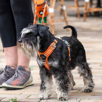 Zoom bild av hundsele sele harness antidragsele design reflex stadig hundkoppel hundhalsband orange sun dog copenhagen hundpromenad