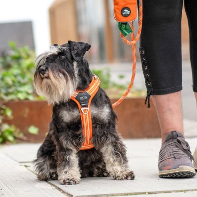 Zoom bild av hundsele sele harness antidragsele design reflex stadig hundkoppel hundhalsband orange sun dog copenhagen hundpromenad