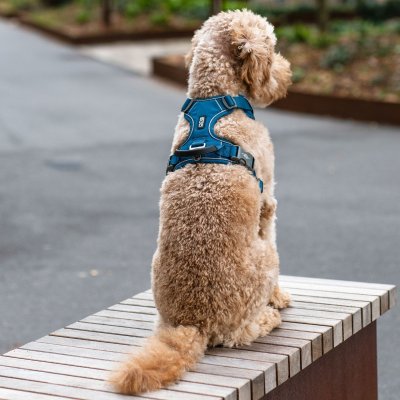 Zoom bild av hundsele sele harness antidragsele sele comfort walk pro design reflex stadig hundkoppel hundhalsband blå ocean blue dog copenha