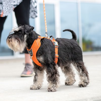 Zoom bild av hundsele sele harness antidragsele sele comfort walk pro design reflex stadig hundkoppel hundhalsband orange sun dog copenhagen