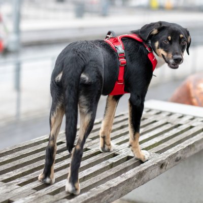 Zoom bild av hundsele sele harness antidragsele sele comfort walk pro design reflex stadig hundkoppel hundhalsband röd classic red dog copenh