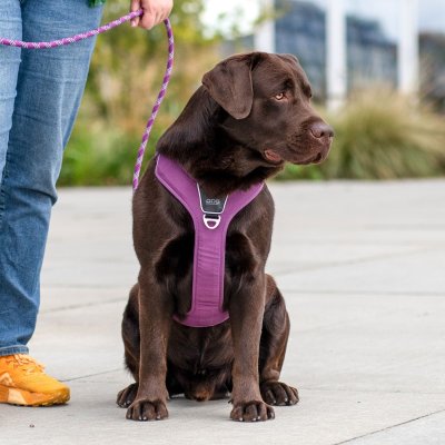 Zoom bild av hundsele sele harness antidragsele sele comfort walk pro design reflex stadig hundkoppel hundhalsband svart black dog copenhagen