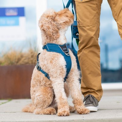 Zoom bild av hundsele sele harness antidragsele sele comfort walk pro design reflex stadig hundkoppel hundhalsband blå ocean blue dog copenha