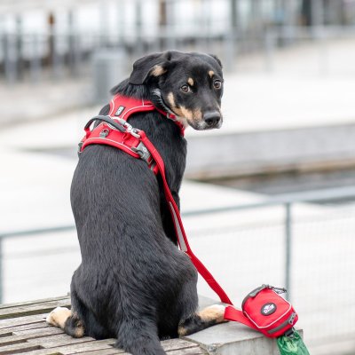 Zoom bild av hundsele sele harness antidragsele sele comfort walk pro design reflex stadig hundkoppel hundhalsband svart black dog copenhagen