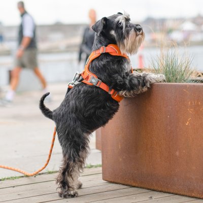 Zoom bild av hundsele sele harness antidragsele sele comfort walk pro design reflex stadig hundkoppel hundhalsband grön hunting green dog cop