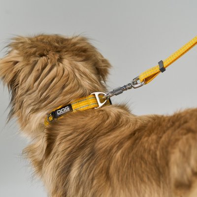 Zoom bild av hundkoppel koppel leash design reflex stadig hundsele beige desert dune dog copenhagen hundpromenad urban freestyle