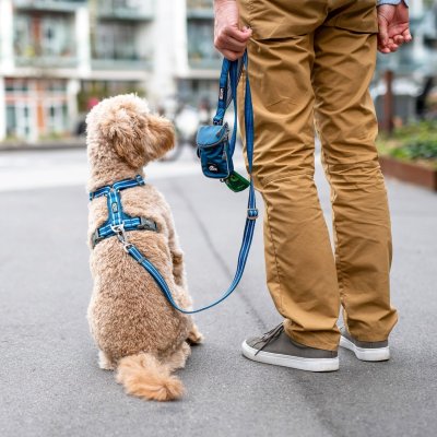 Zoom bild av hundkoppel koppel leash design reflex stadig hundsele beige desert dune dog copenhagen hundpromenad urban freestyle