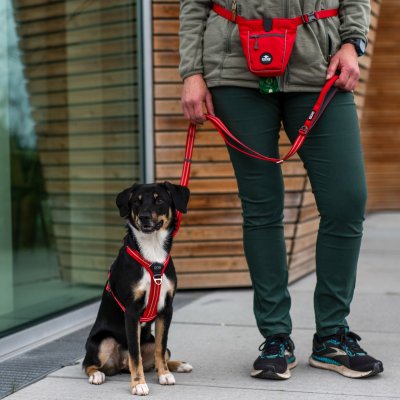 Zoom bild av hundkoppel koppel leash design reflex stadig hundsele beige desert dune dog copenhagen hundpromenad urban freestyle