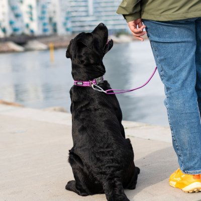 Zoom bild av hundhalsband halsband collar design reflex stadig hundkoppel beige desert dune dog copenhagen hundpromenad