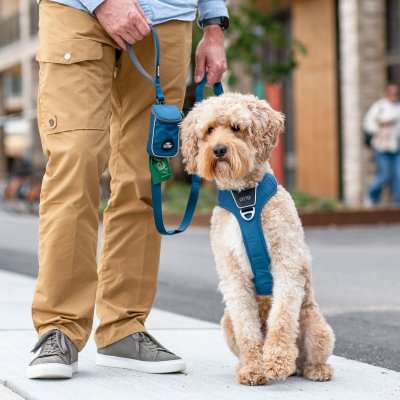 Zoom bild av hundkoppel koppel leash design reflex stadig hundsele beige desert dune dog copenhagen hundpromenad