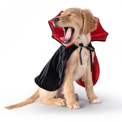 Zoom bild av Dogman Maskeradkostym Dracula halloween vampyr cape hundkläder svart röd
