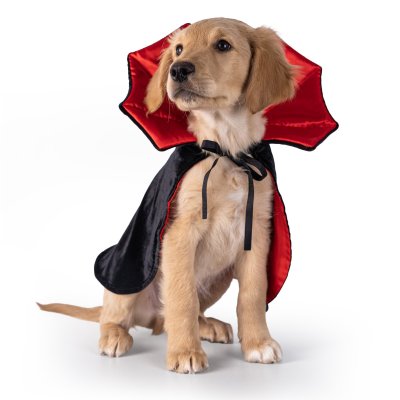 Zoom bild av Dogman Maskeradkostym Dracula halloween vampyr cape hundkläder svart röd