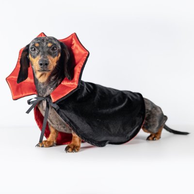 Zoom bild av Dogman Maskeradkostym Dracula halloween vampyr cape hundkläder svart röd
