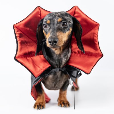 Zoom bild av Dogman Maskeradkostym Dracula halloween vampyr cape hundkläder svart röd