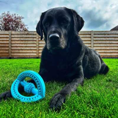 Zoom bild av Gummileksak Tri-Ring Ruffus Blue