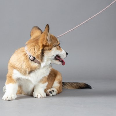 Zoom bild av Valphalsband Puppy Dolly taupe beige grå greige mullvadsfärgat beigegrå flamingo halsband valp hundhalsband nylon reflex justerb