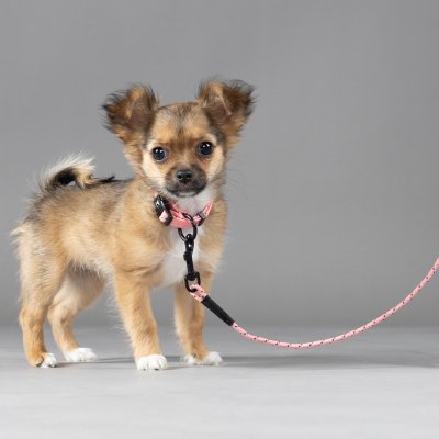 Zoom bild av flamingo Valpkoppel Puppy Dolly Rosa hundkoppel kattkoppel koppel hund lätt långt karbinhake 5 meter reflexac