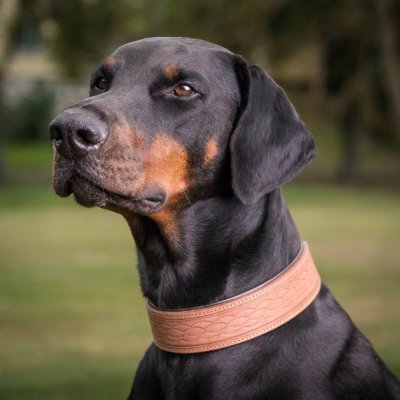 Globus läderhalsband Etash, brun