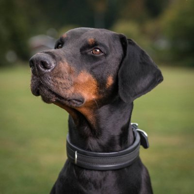 Zoom bild av Globus Läderhalsband Jade, mjukfodrat svart