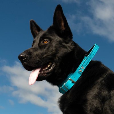 läderhalsband hundhalsband handtag brun globus