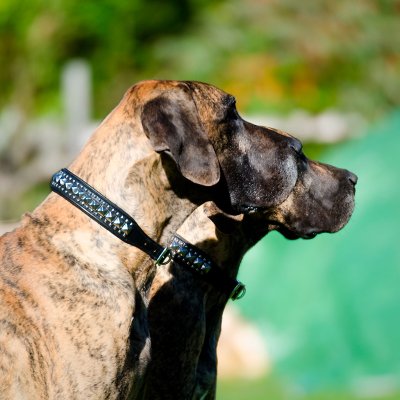 Globus Lexie Läderhalsband, fyrkantiga nitar, svart