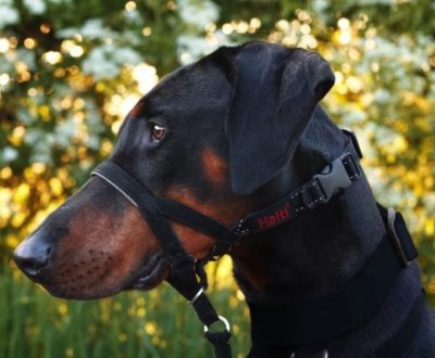 Zoom bild av Halti Training Harness Svart