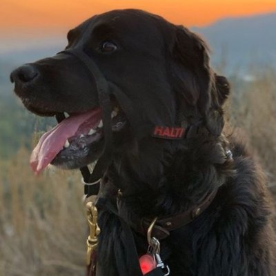 Zoom bild av Halti Training Harness Svart