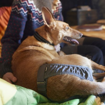 Zoom bild av tikskydd tikblöja löpskydd hundblöja blöja hund hygienskydd tik stretch återanvändningsbar ECO miljövänlig blå hurtta