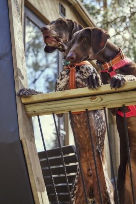 Zoom bild av Hurtta Casual Collar ECO, Example