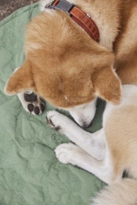 Zoom bild av Hurtta Casual Collar ECO, Example