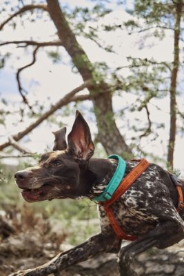 Zoom bild av Hurtta Casual Collar ECO, Example