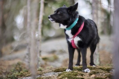 Zoom bild av Hurtta Casual Y-harness ECO, Ruby