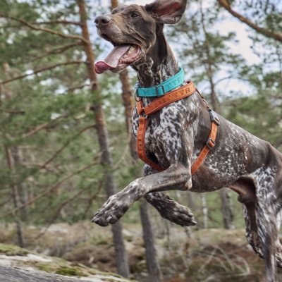 Zoom bild av Hurtta Casual Y-harness ECO Detail