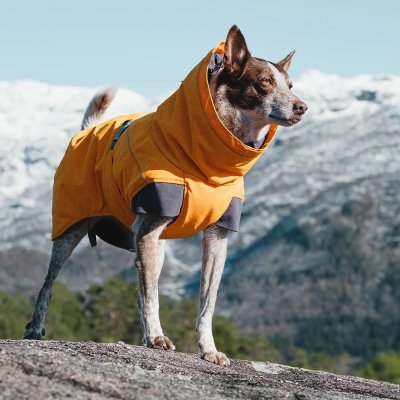 Zoom bild av hundtäcke vintertäcke orange havtorn buckthorn hurtta varmt hundtäcke kallt väder frusen hund temotäcke reflex vattentätt hurtta